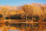 Bosque del Apache_73471